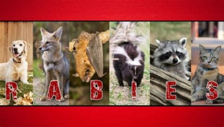 15 Boys Contract Rabies After Gang Raping A Donkey