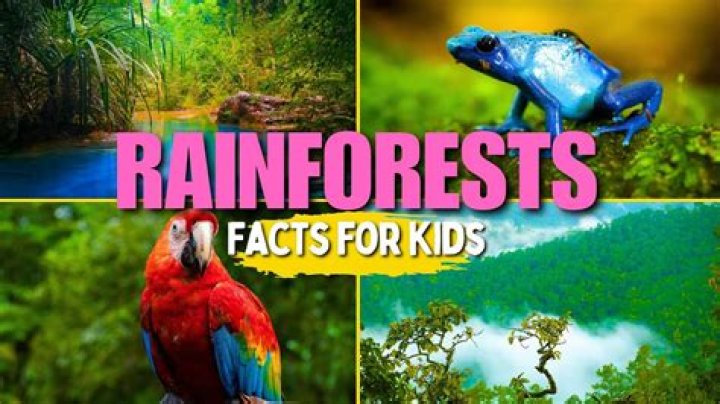 25 Interesting Rainforest Facts That You've Never Heard Before