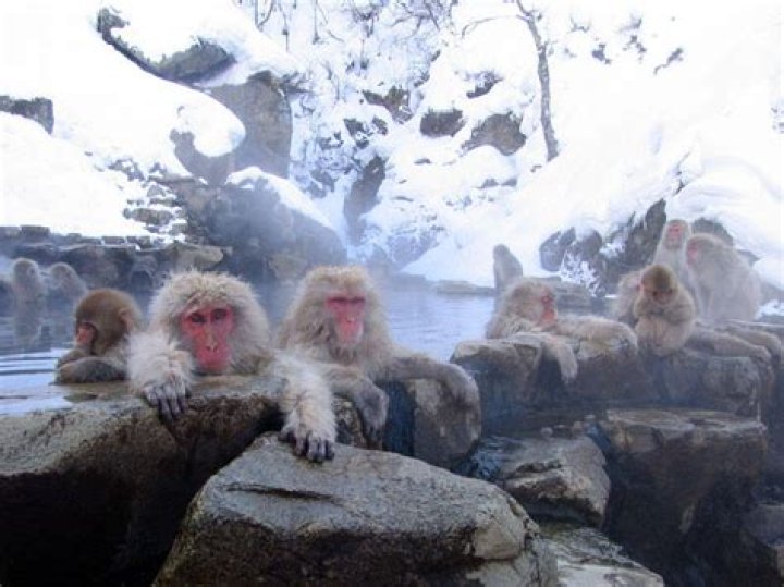 25 Pictures Of Japanese Snow Monkeys Enjoying A Hot Spring