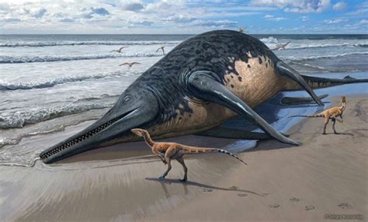 Amateur Fossil Hunter Uncovers New 'Sea Dragon' Species