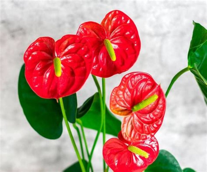 Dr. Antulio Aroche Jr., DO – Camarillo, CA