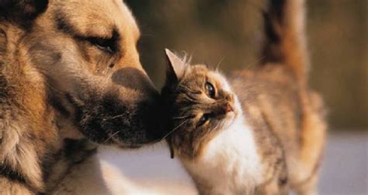 Are Dogs Smarter Than Cats? Science Now Has The Verdict
