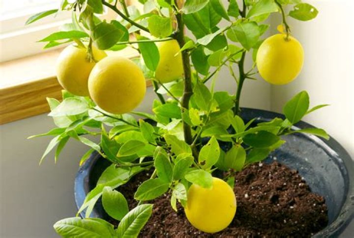 Can lemon tree grow in georgia