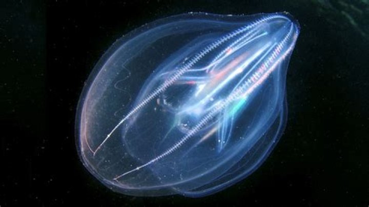 Comb Jellies Have An Anus That Only Exists When It's Needed