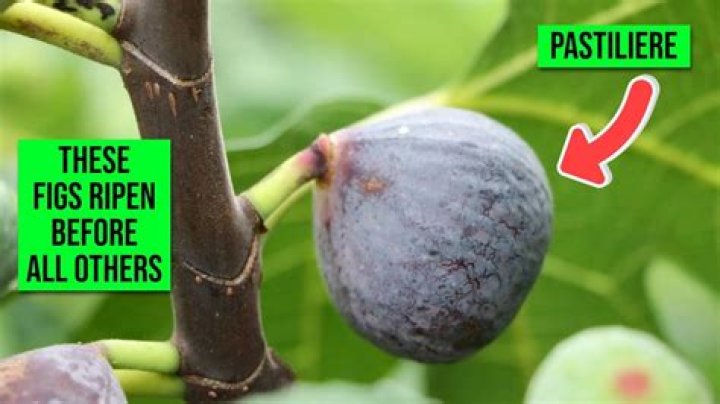 Did Figs get rid of hunter green? – Celebrity.fm – #1 Official Stars, Business & People Network, Wiki, Success story, Biography & Quotes