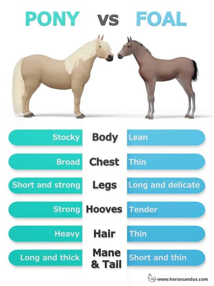 Difference between horse and pony