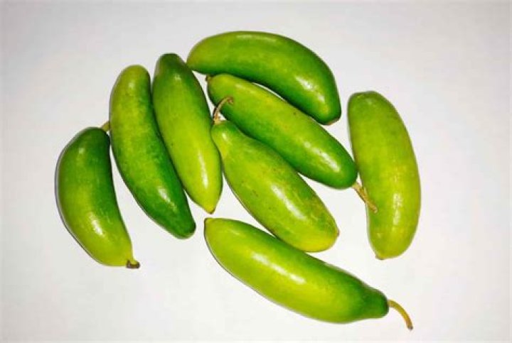 منظور از Dondakaya در انگلیسی چیست؟