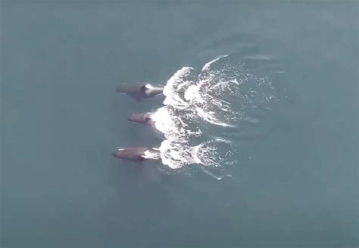 Drone Footage Reveals Complex Social Lives Of Killer Whales