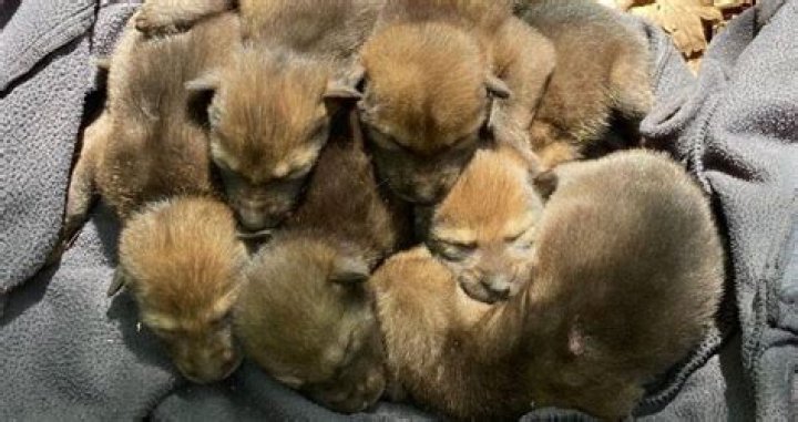 Endangered Red Wolf Pups Born In The Wild For First Time In Four Years