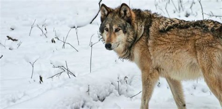 European Gray Wolf Spotted Again In France After A Century Missing
