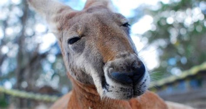 Extinction Of Australian Megafauna Was Not Because Of Man, Study Shows