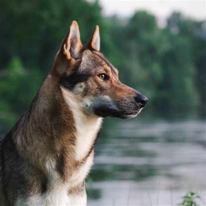 First Settlers In The Americas Brought Their Dogs With Them, Study Says