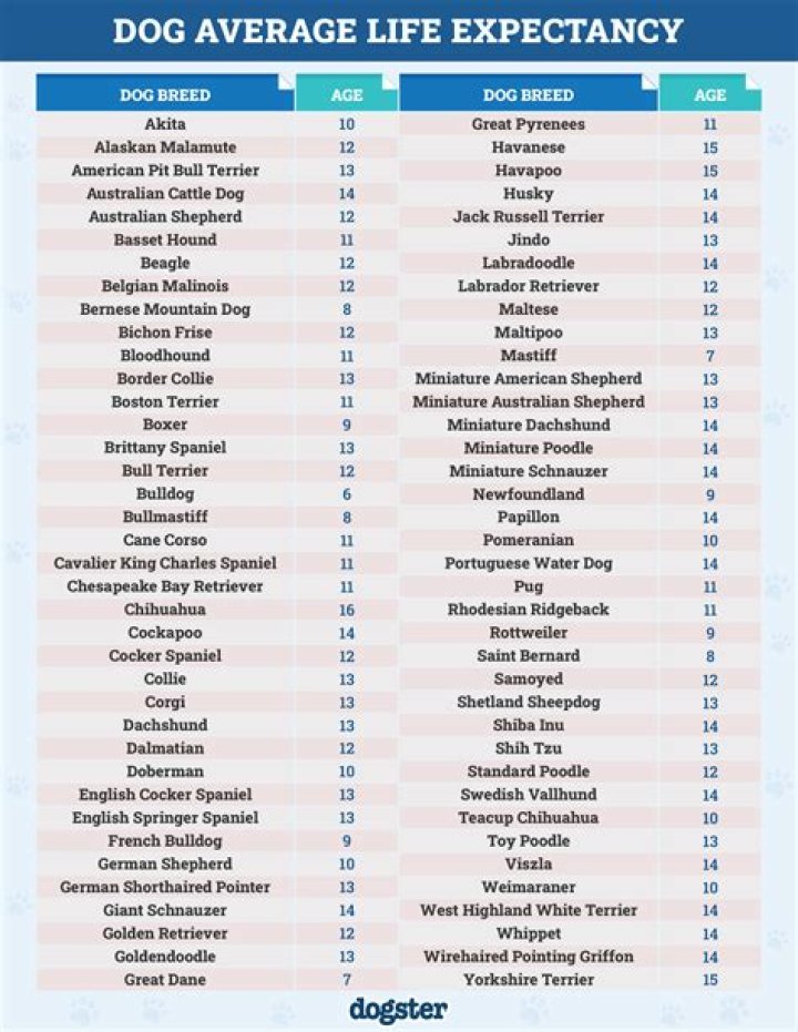 Guppy the Pug (Dog) - Age, Birthday, Bio, Facts, Family, Net Worth, Height & More