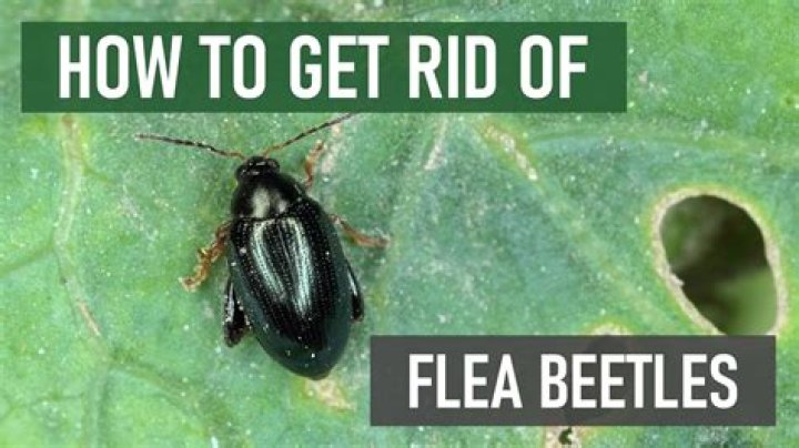 How do I get rid of red soldier beetles?