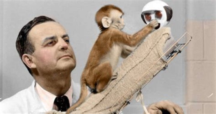 How Harry Harlow Used Monkeys For Bizarre ‘Love’ Experiments