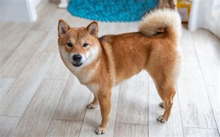 How much does a shiba inu puppy cost