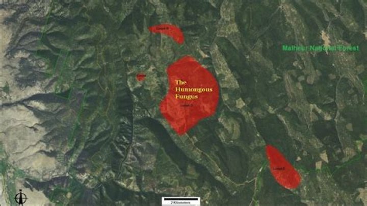 Humungous Fungus Uncovered Weighing 440 Tons And Covering 90 Acres