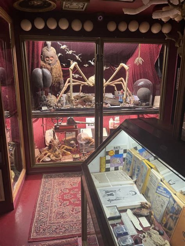 Inside The Viktor Wynd Museum Of Curiosities, The Strangest Museum On Earth