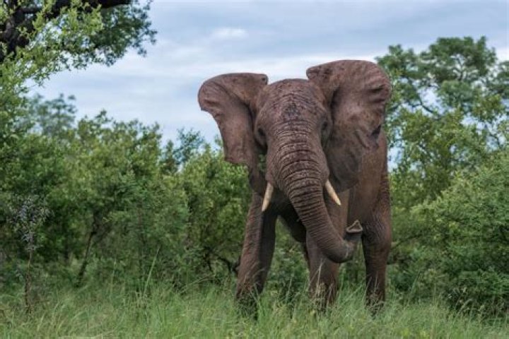 Is an elephant a rare Patronus?