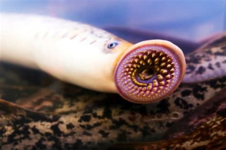 Lamprey Was A Delicacy Among Medieval British Elites, Discovery Proves