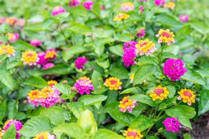 Lantana
