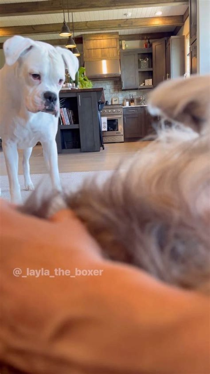 Layla the Boxer (Dog) - Age, Birthday, Bio, Facts, Family, Net Worth, Height & More