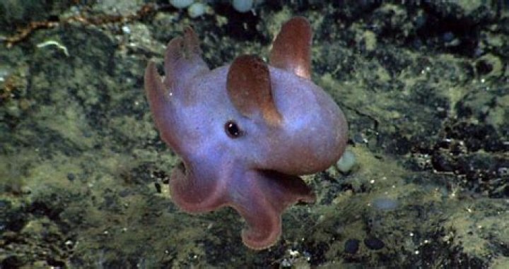 Meet The Dumbo Octopus, The Deep-Sea Creature With Elephant 'Ears'