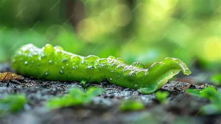 O que acontece se uma criança comer uma lesma?