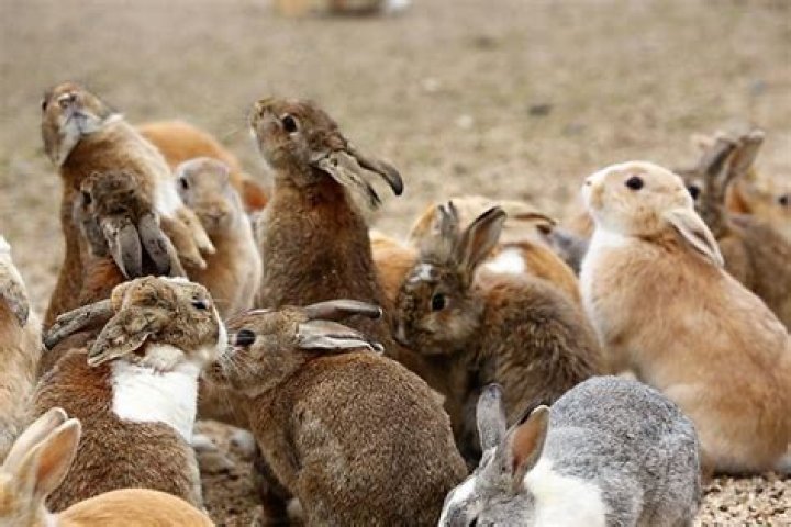Okunoshima, A.K.A Rabbit Island, May Actually Be In Peril