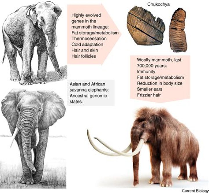 Paleolithic Settlement In Russia Reveals Mass Butchering Of Mammoths
