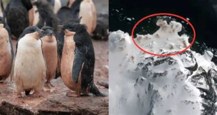 Penguin Poop Is So Pink And Plentiful That It Can Be Seen From Space