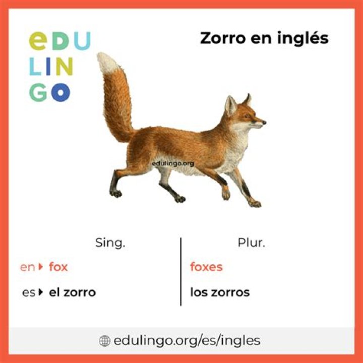 ¿Que Quiere decir la palabra zorro en ingles? – Celebrity.fm