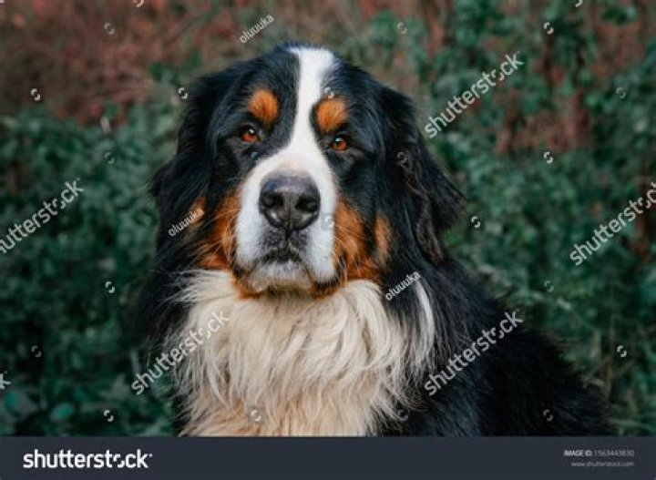 ¿Qué tipo de raza es el perro Beethoven?