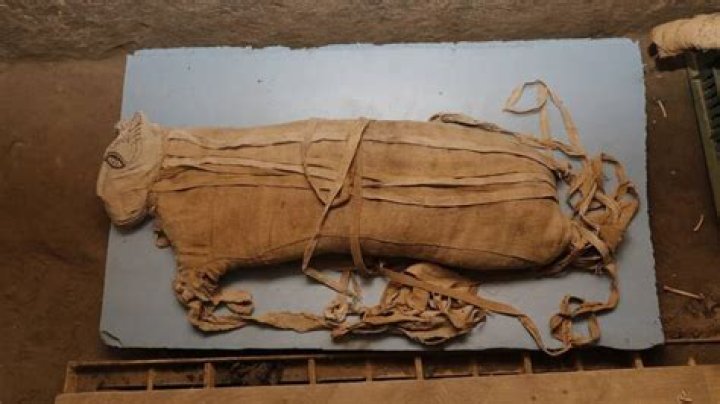 Rare Discovery Of Mummified Lion Cubs Unearthed In Egypt