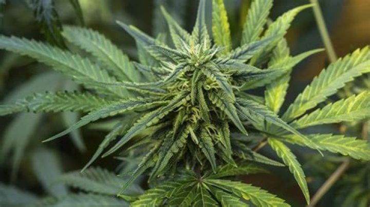 REPORTMadonna’s Son Rocco Ritchie Arrested For Possession of Marijuana