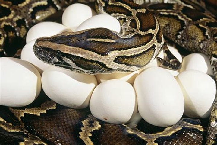 ¿Son pegajosos los huevos de serpiente?