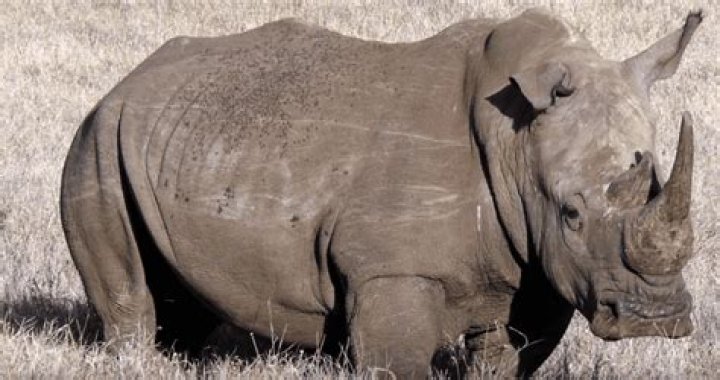Suspected Rhino Poacher Trampled By A Herd Of Elephants