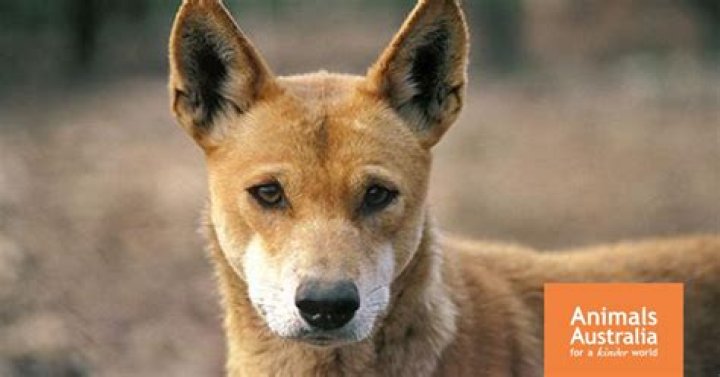 
The Australian Actor Ernie Dingo Has Had A Career Spanning Decades, How Rich Is He Now? 