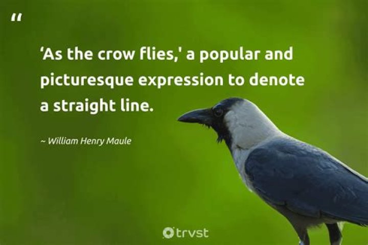 The Crow Flies Straight! What the ‘Sons of Anarchy’ Cast Is Up to Now: Charlie Hunnam and More