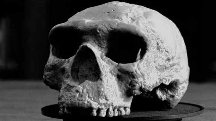 The Oldest Skull In The America's Likely Perished In A Museum Fire