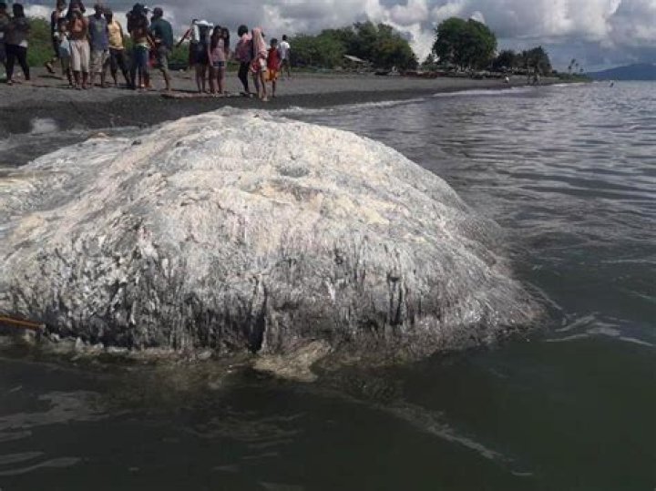 Unidentified Hairy "Globster" Washes Up On A Beach In The Philippines