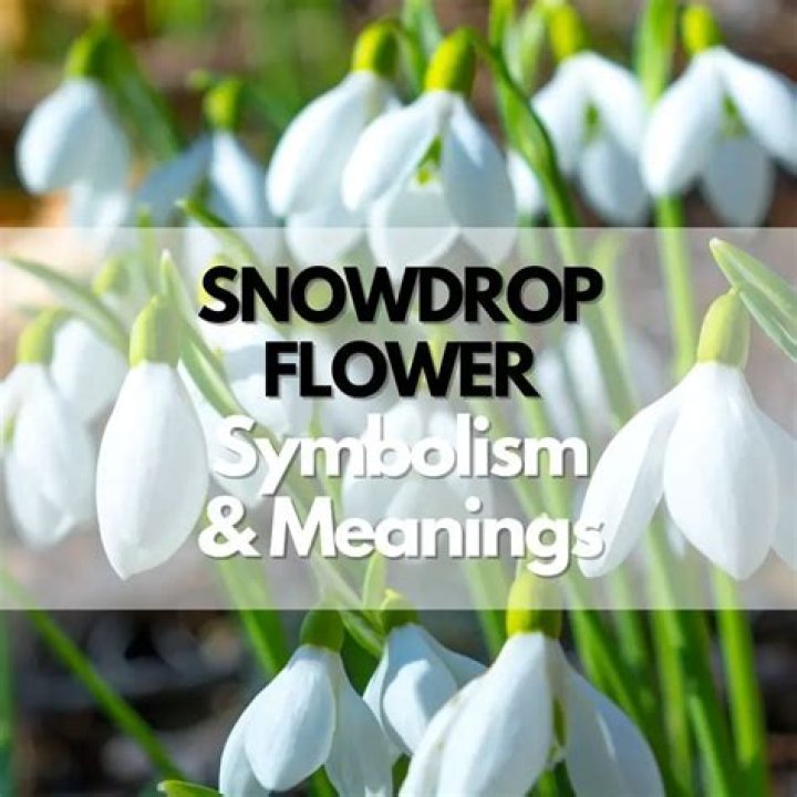What does a snowdrop symbolism? – Celebrity.fm – #1 Official Stars, Business & People Network, Wiki, Success story, Biography & Quotes