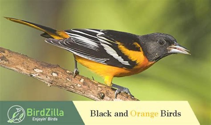 What is an Orange Bird with black wings? – Celebrity.fm – #1 Official Stars, Business & People Network, Wiki, Success story, Biography & Quotes