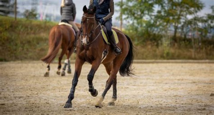 What is the best surface for a horse arena