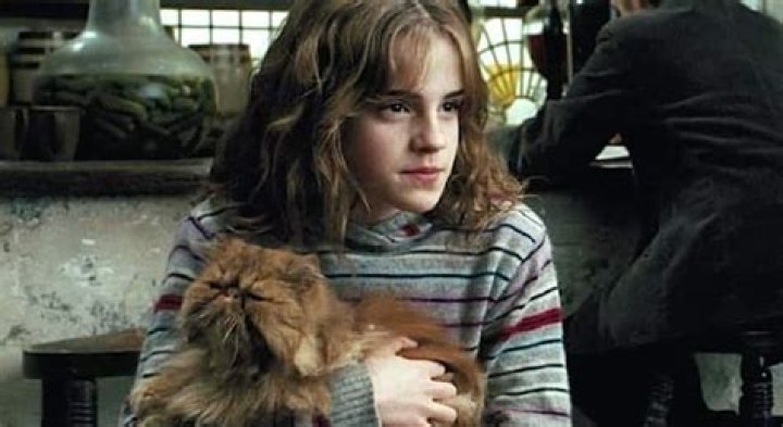 What is the name of Hermione Granger’s pet cat?