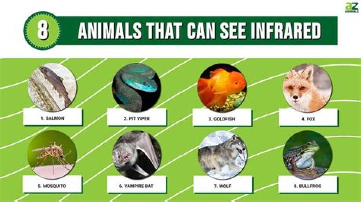 Which animal dies after drinking water? – Celebrity.fm – #1 Official Stars, Business & People Network, Wiki, Success story, Biography & Quotes