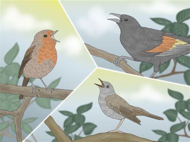 Why do birds chirp at 2am? – Celebrity.fm – #1 Official Stars, Business & People Network, Wiki, Success story, Biography & Quotes